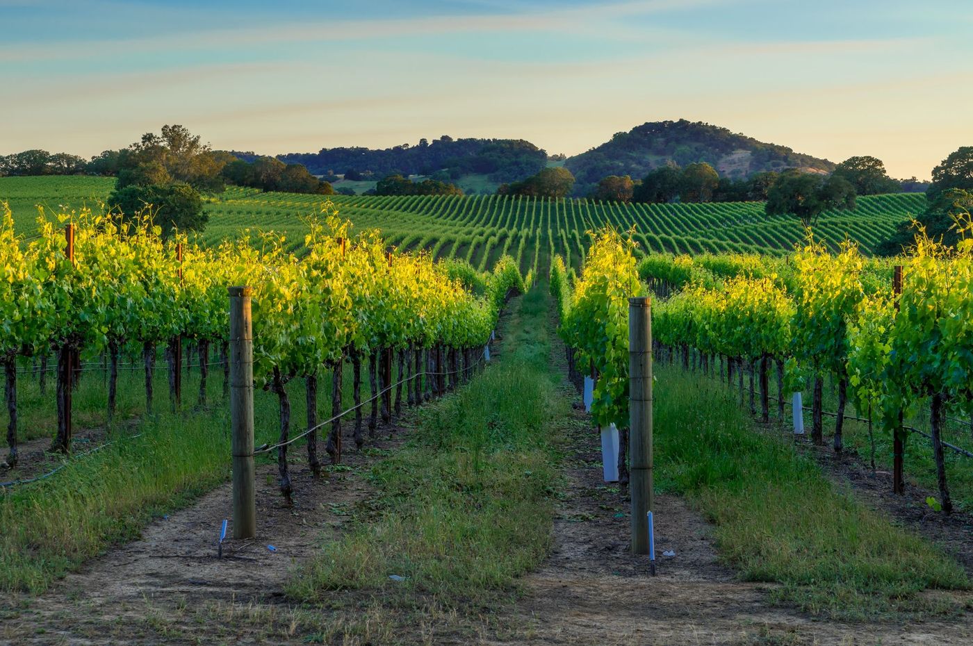 Sonoma Vin Californie