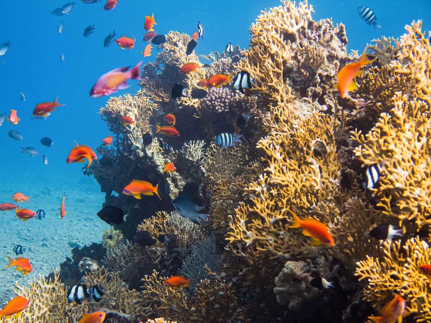 Spot de plongée sous marine d'Aqaba