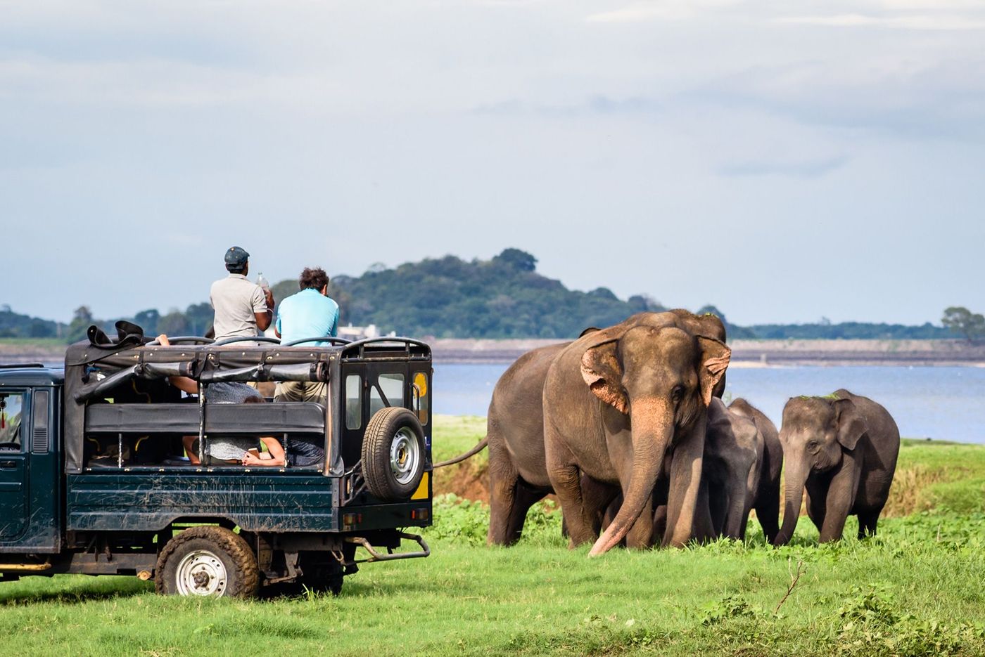Sri Lanka Parc de Minneriya Eléphants