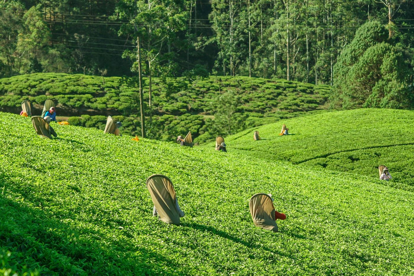 Sri Lanka Nuwara Eliya