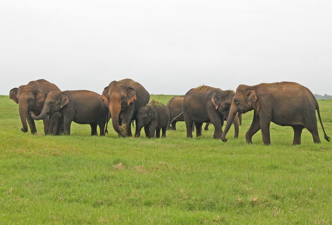Sri Lanka Eléphants