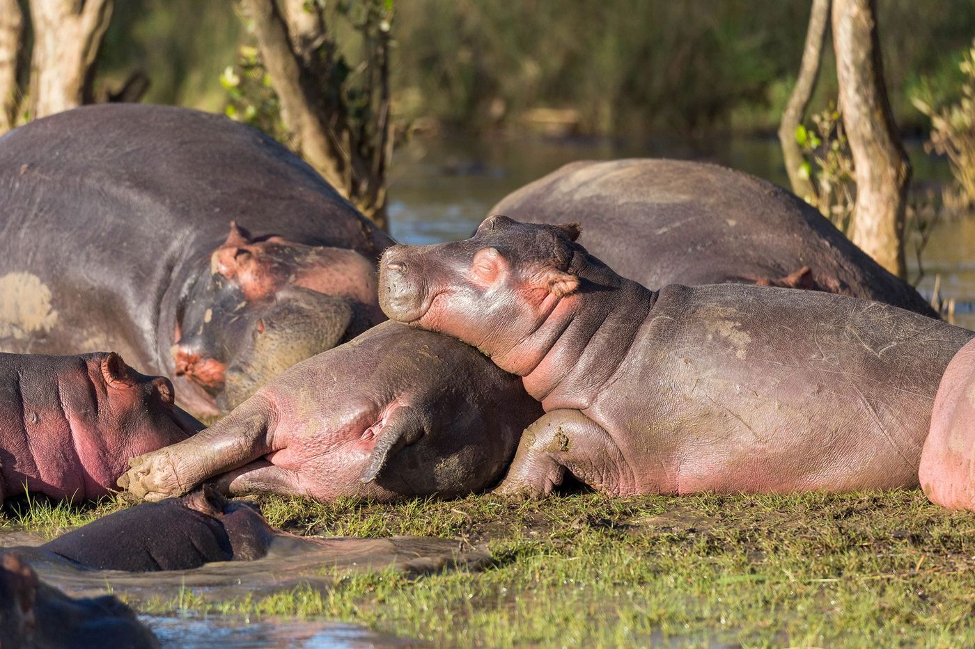 Kwazulu Natal St Lucia Hippopotames