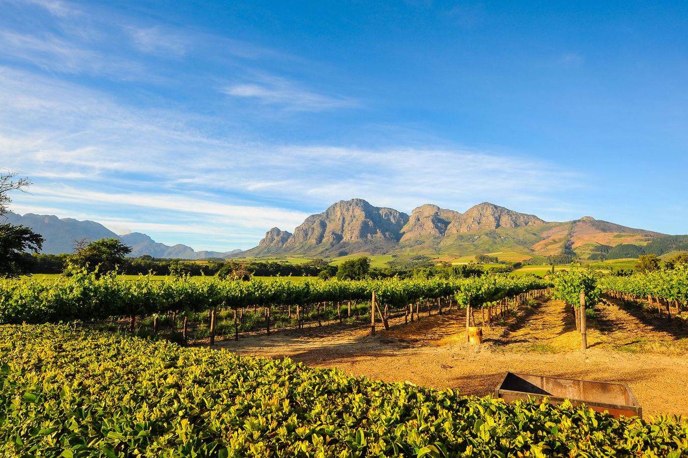 Stellenbosh Vignes Afrique du Sud