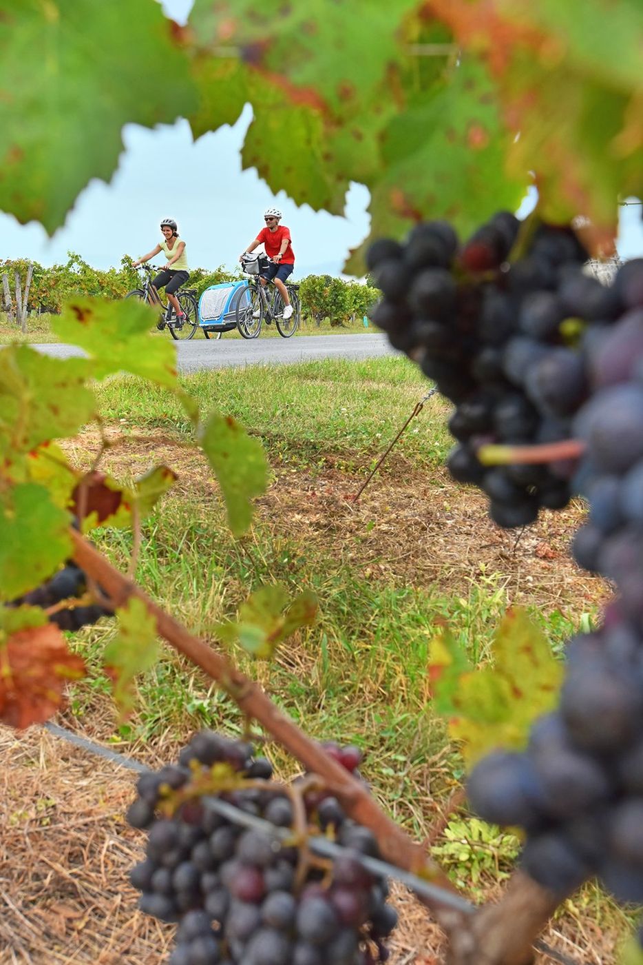 Famille à vélo dans les vignes à Saint-Hilaire-Saint-Mesmin, grappes de raisins au premier plan (boucle 4502)