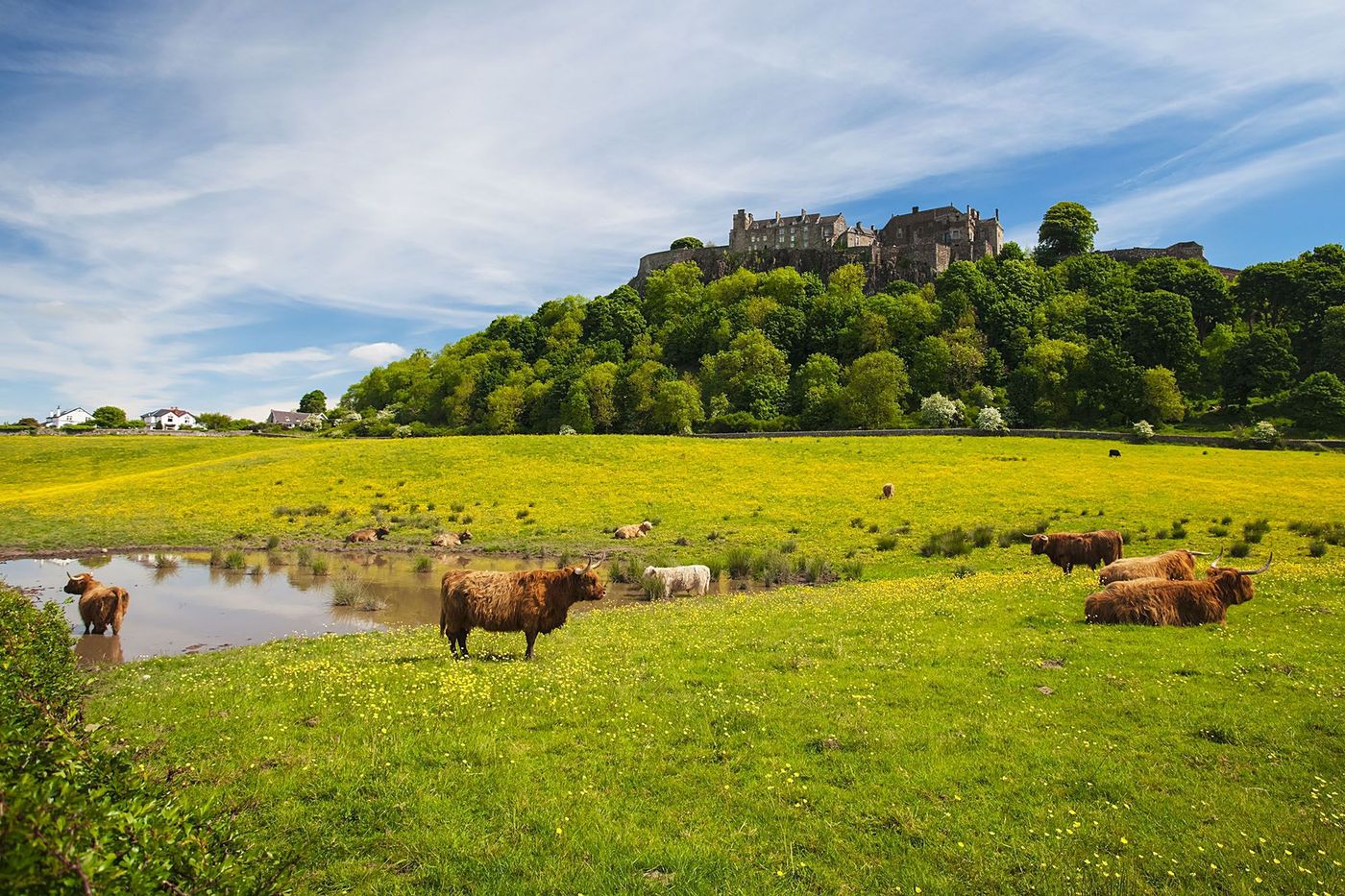 Vache des Highlands devant le château de Stirling