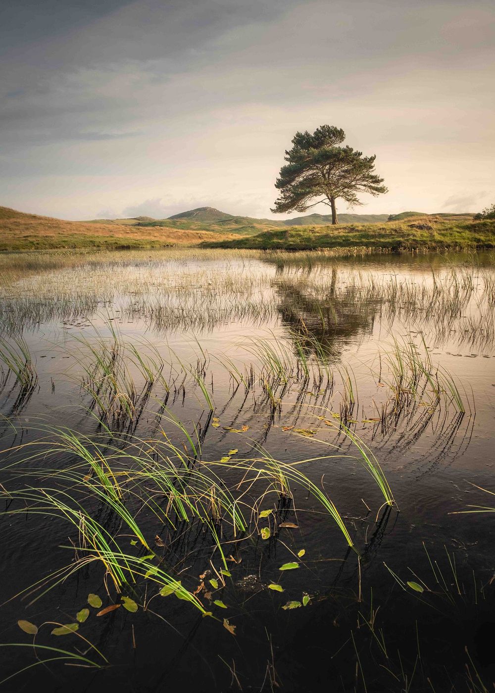 'Shoots', Cumbria