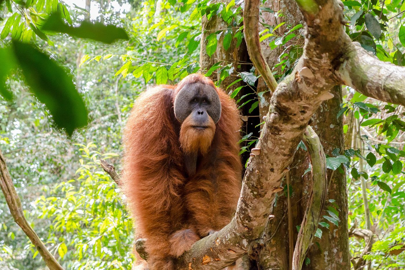 Sumatra Parc de Gunung Leuser