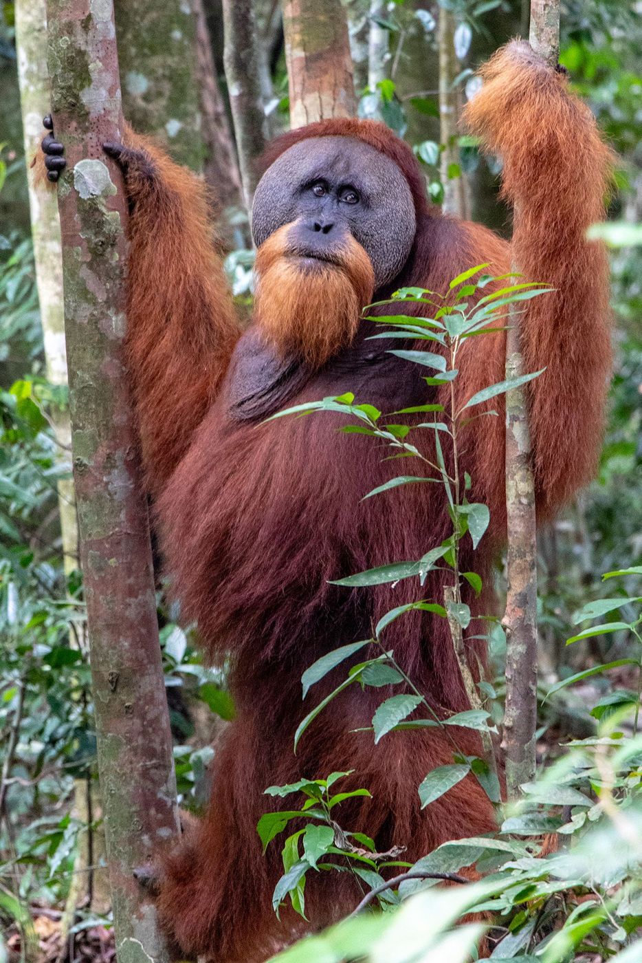 Sumatra King Louis
