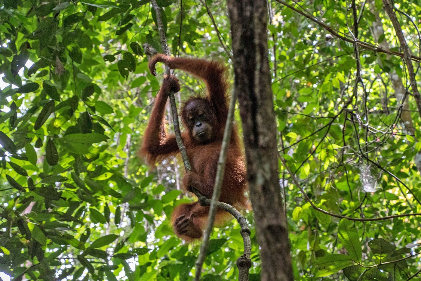 Sumatra Orang-outan