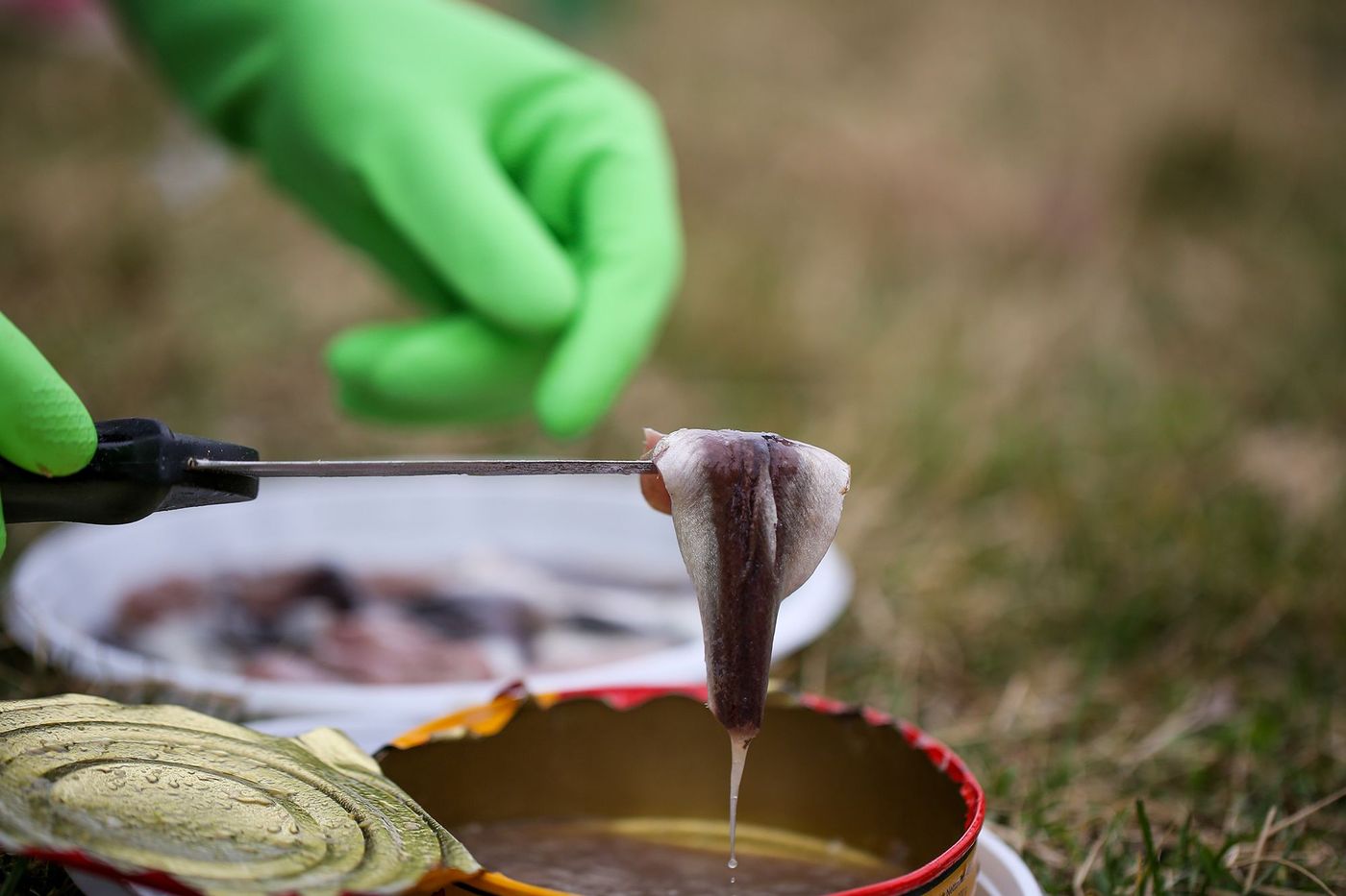 Surströmming