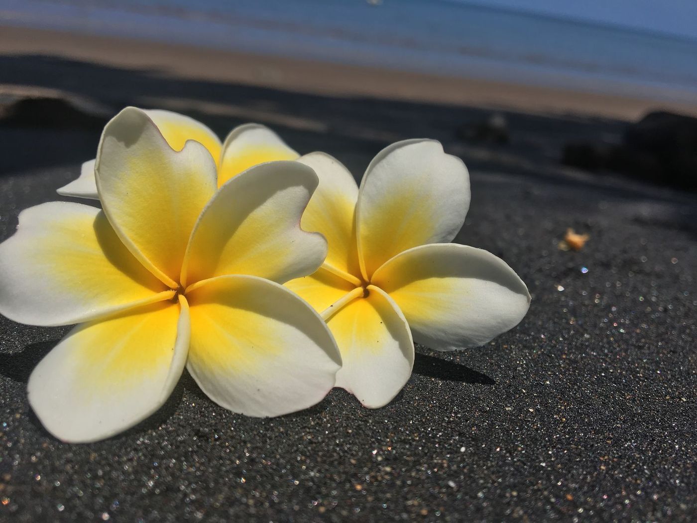 Tahiti Fleur de tiare