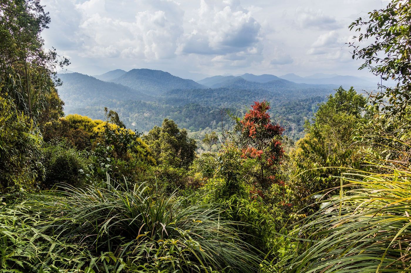 Jungle dans le parc national de Taman Negara - Malaisie