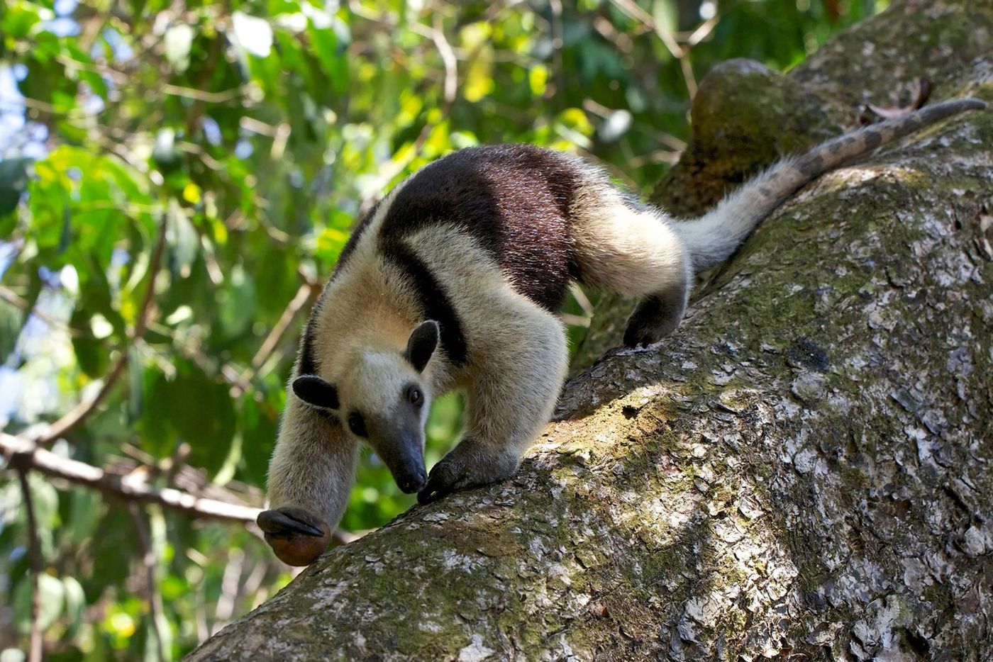 Costa Rica Parc du Corcovado Tamandua