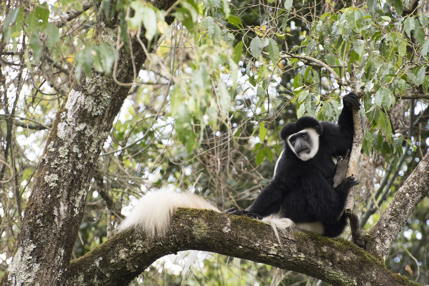 Tanzanie Parc Arusha Colobe