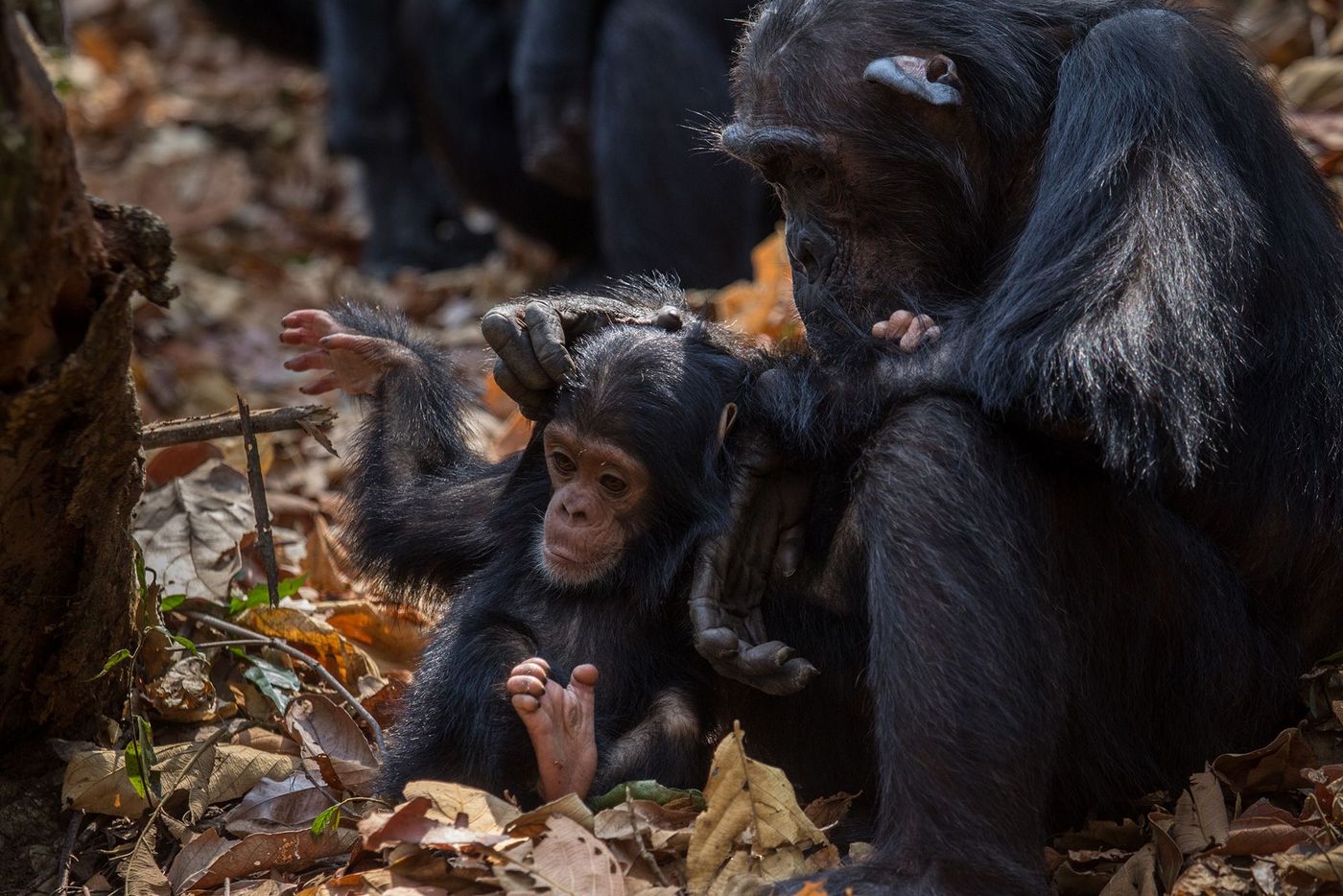 Tanzanie Parc de Gombe Chimpanzés