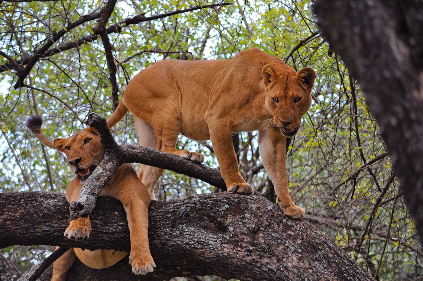 Tanzanie Parc Lac Manyara Lionnes