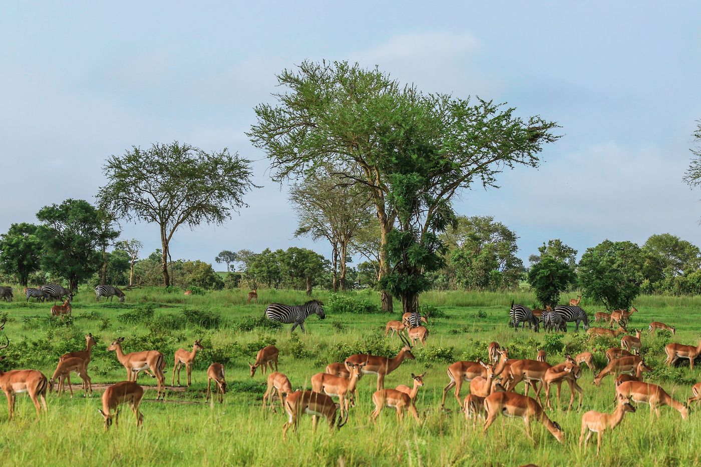 Tanzanie Parc Mikumi