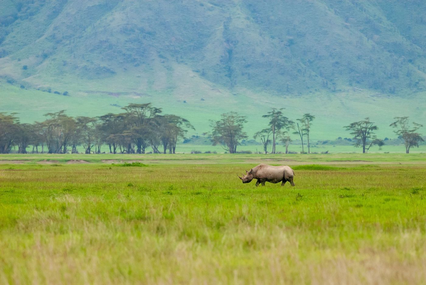 Tanzanie Parc Ngorongoro Rhinocéros