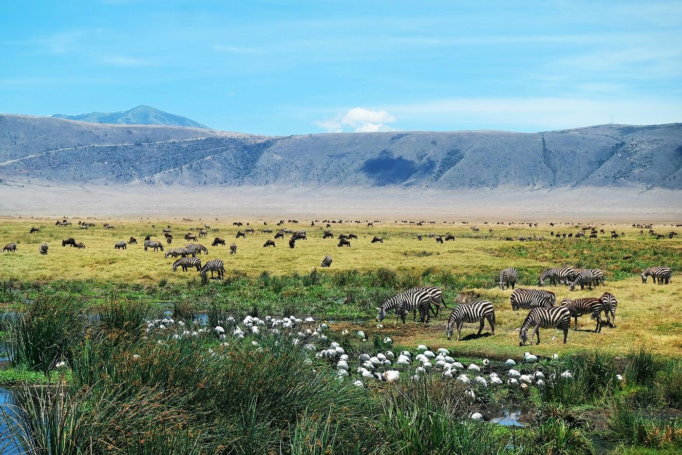 Tanzanie Ngorongoro Zèbres