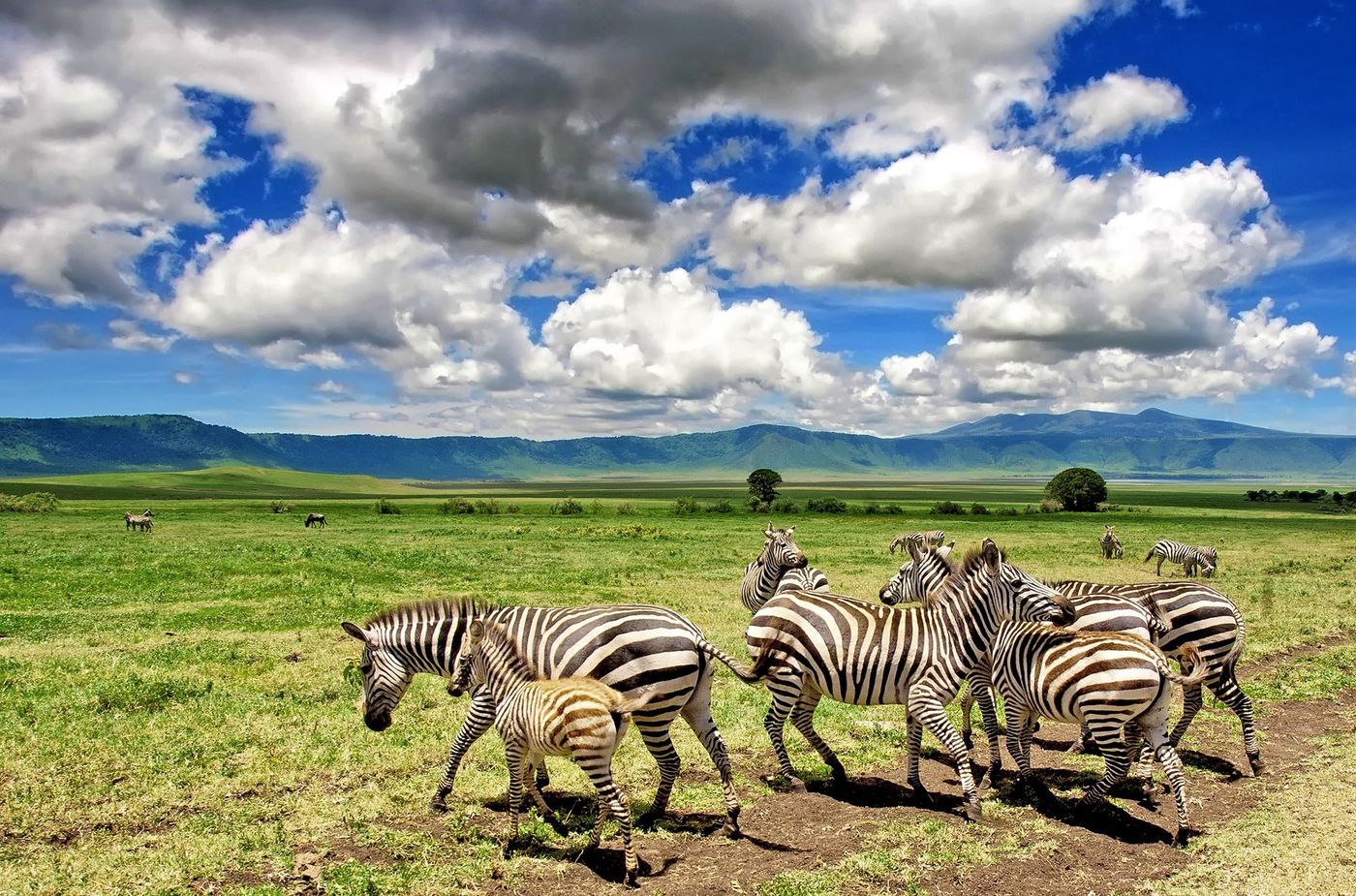 Tanzanie Parc Ngorongoro Zèbres
