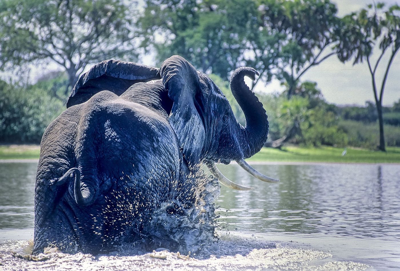 Tanzanie Parc Selous