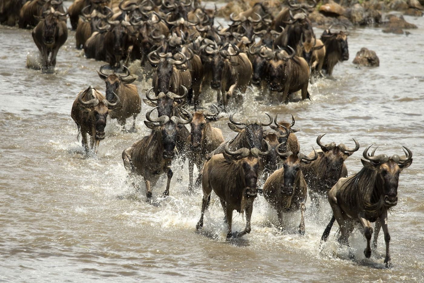 Tanzanie Parc Serengeti Migration des nous