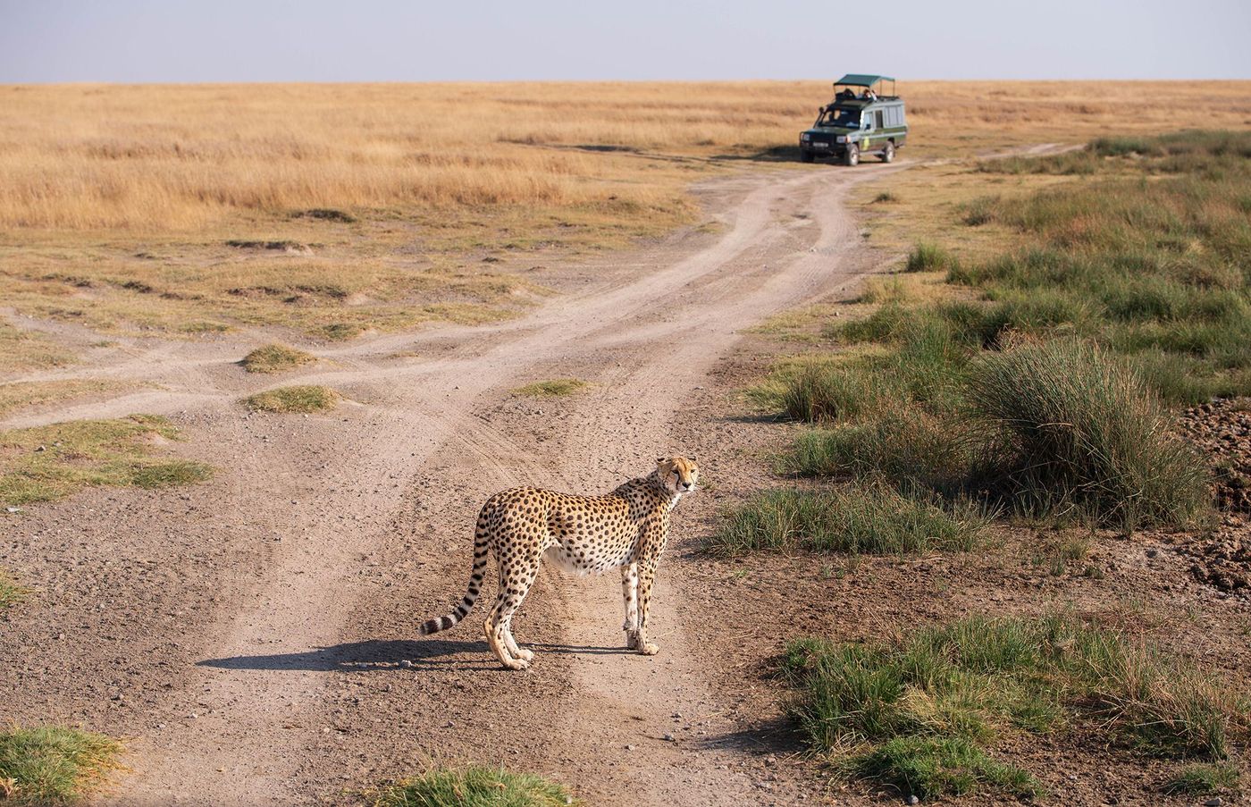 Tanzanie Serengeti Guépard