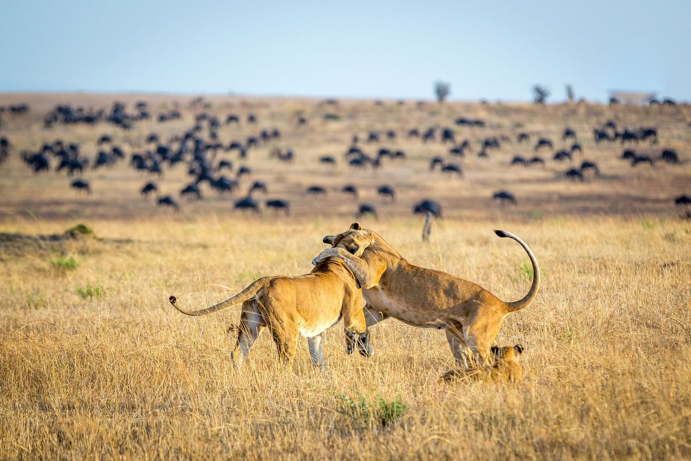Tanzanie Serengeti Lionnes