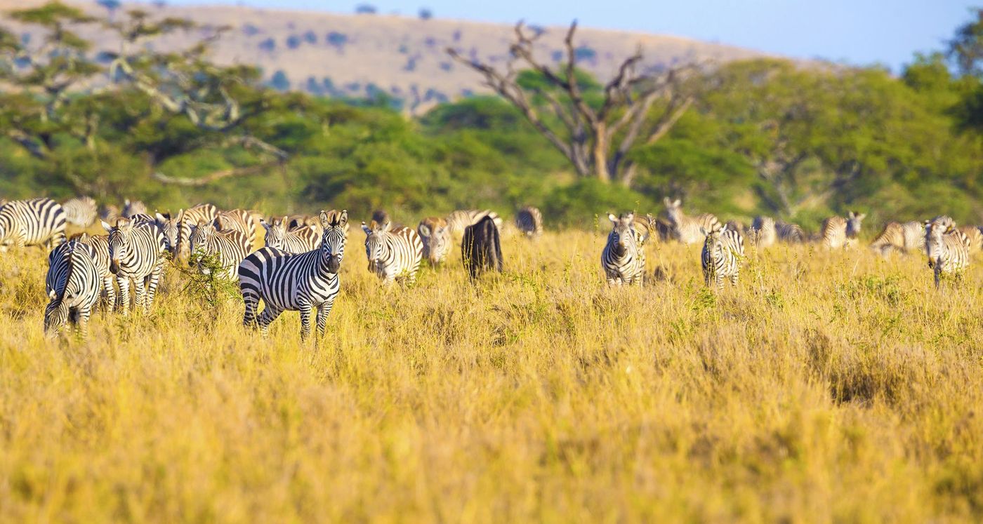 Tanzanie Serengeti Safari