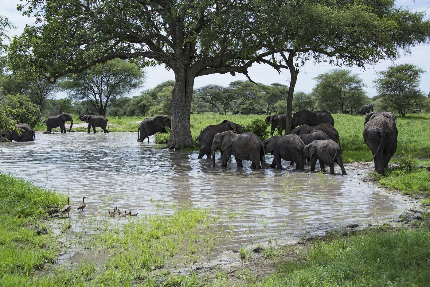 Tanzanie Parc Tarangire Eléphants