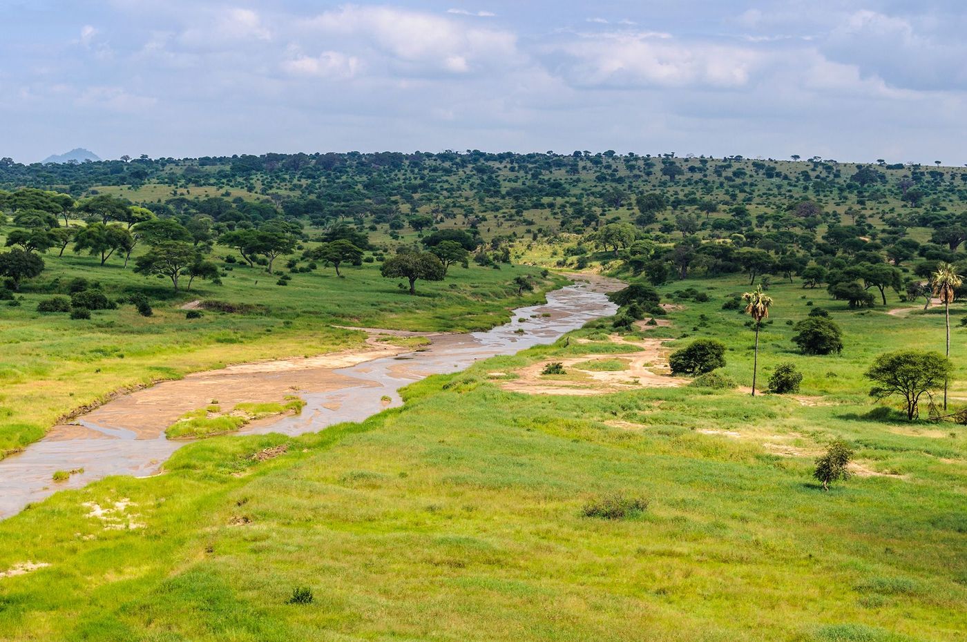 Tanzanie Tarangire