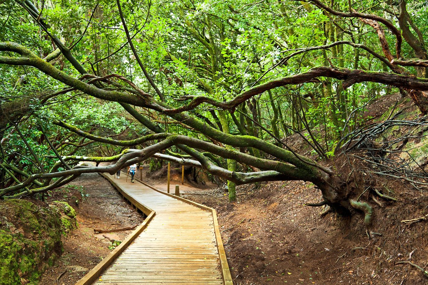 Tenerife - Sendero de los Sentidos
