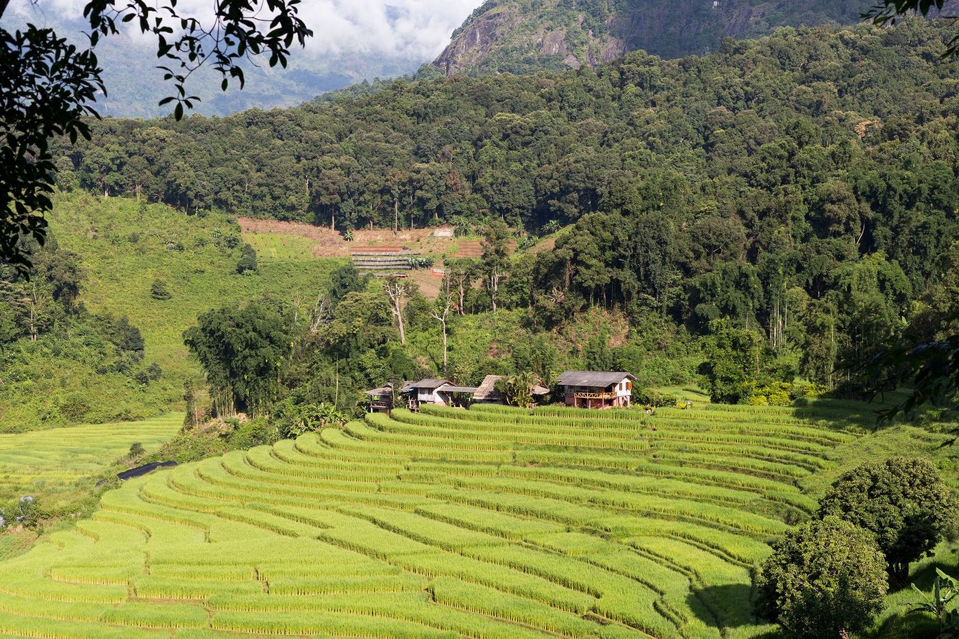 Thaïlande Doi Inthanon Rizières