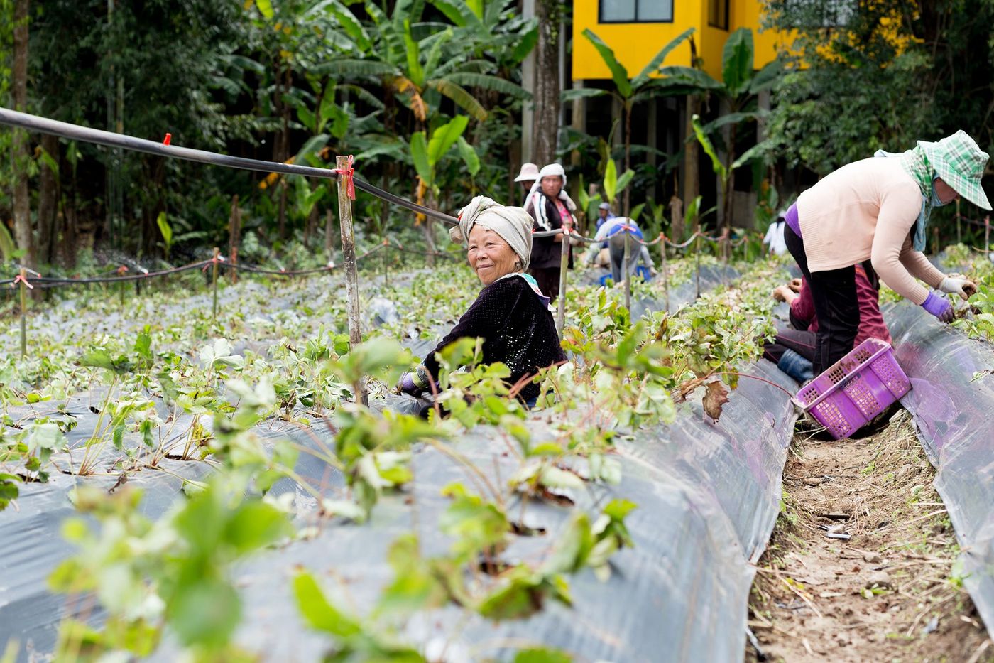 Thaïlande Doi Inthanon Royal Project