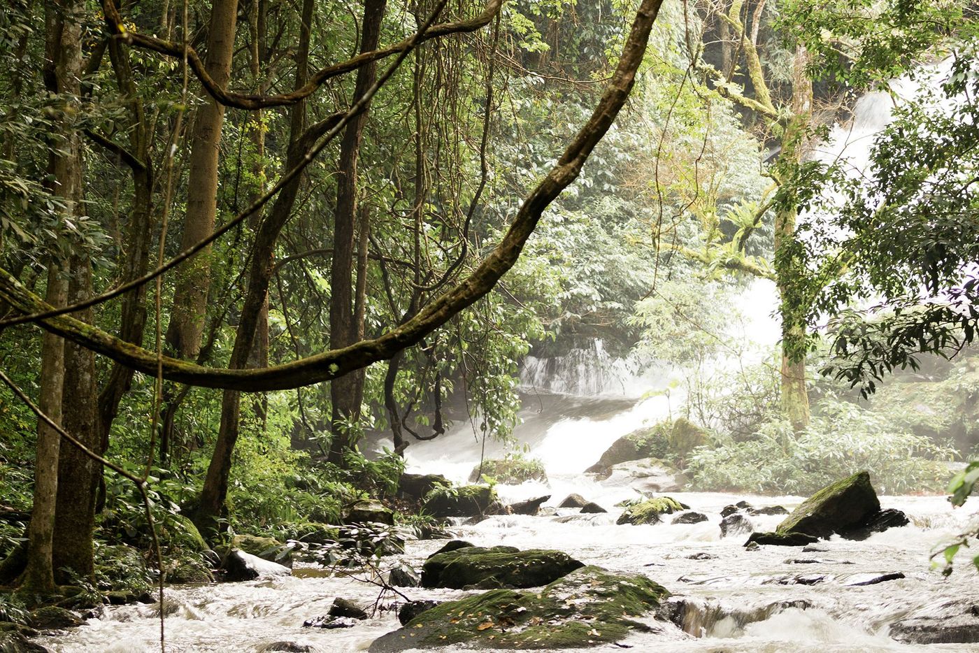 Thaïlande Nord Forêt