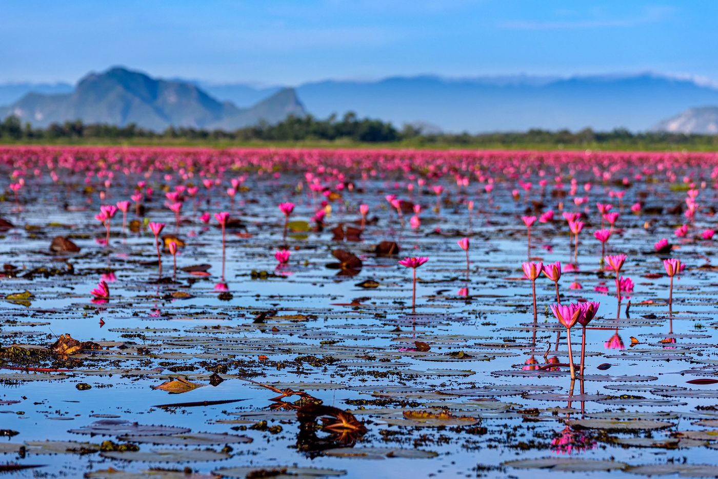 Thale Noi - Lotus
