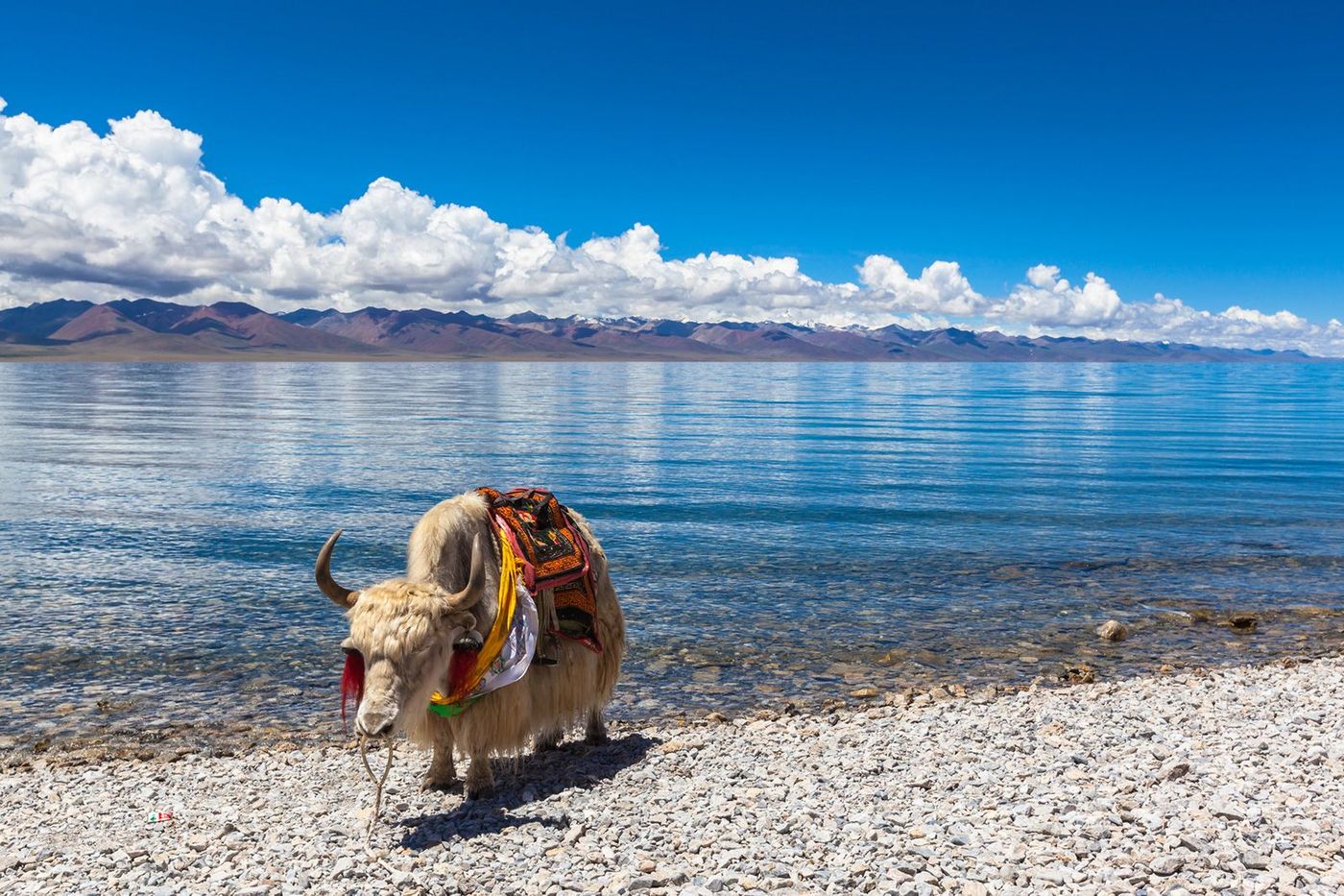 Tibet Lac Namtso Yak