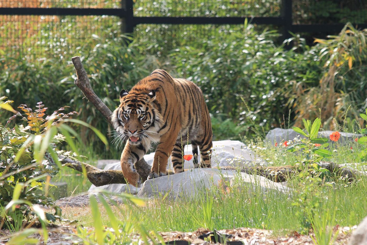 Tigre du zoo d’Amiens