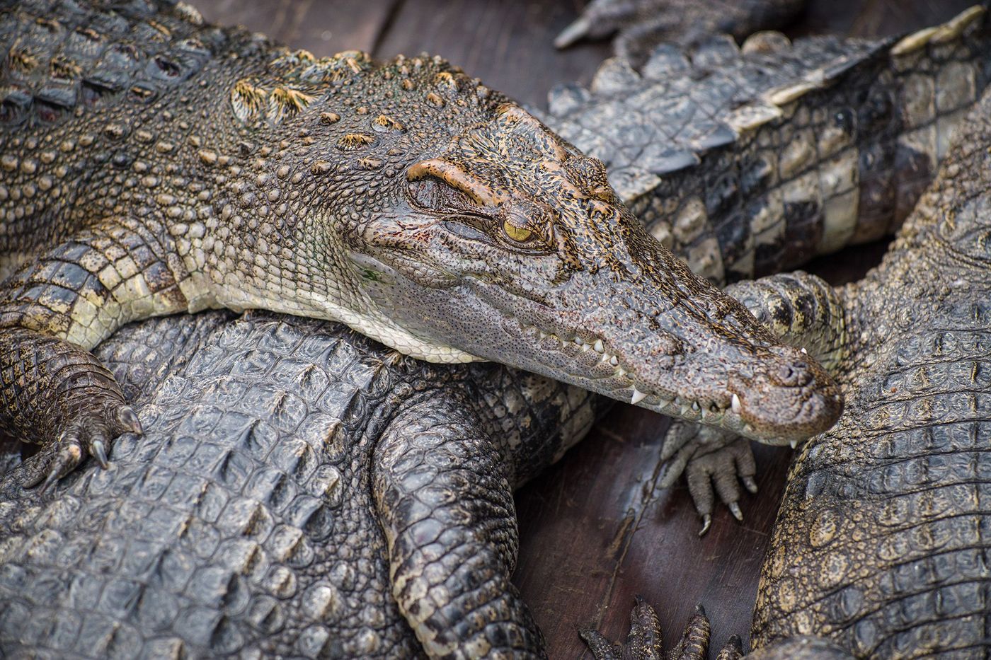 Tonlé Sap - Crocodiles
