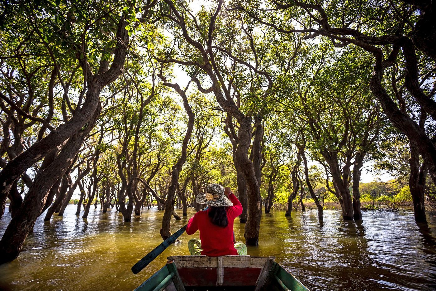 Tonlé Sap - navigation forêt inondée