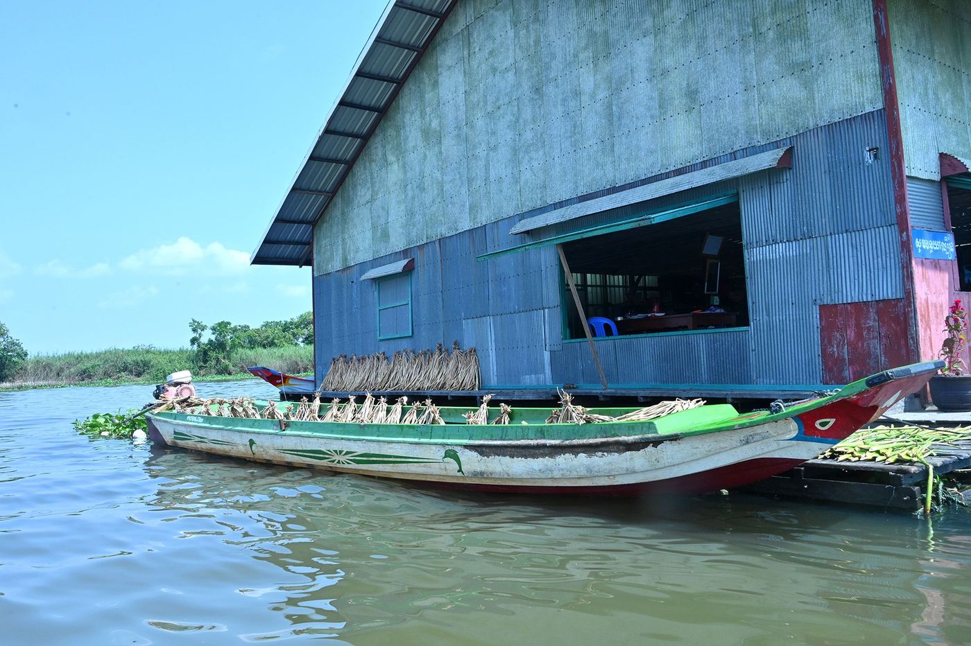 Tonlé Sap - Séchage de jacinthes d’eau