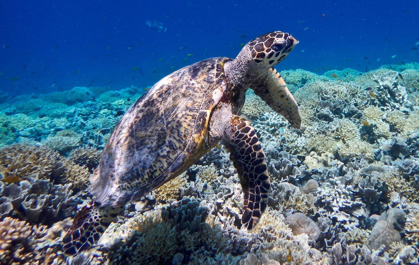 Tortue - Gili Meno