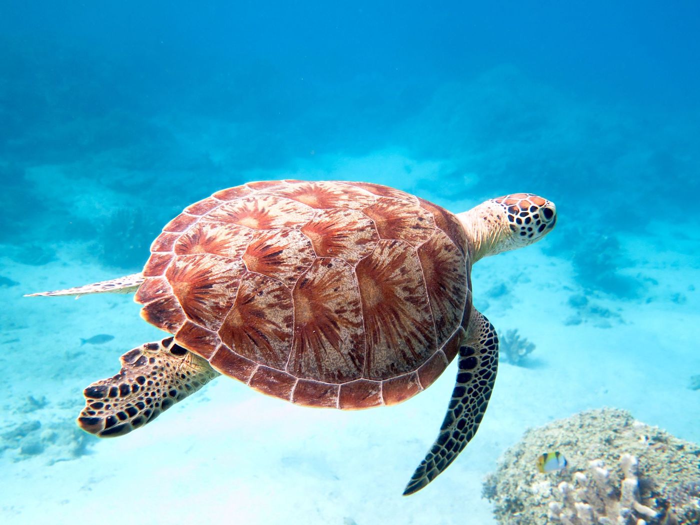 Tortue Lagon Mayotte