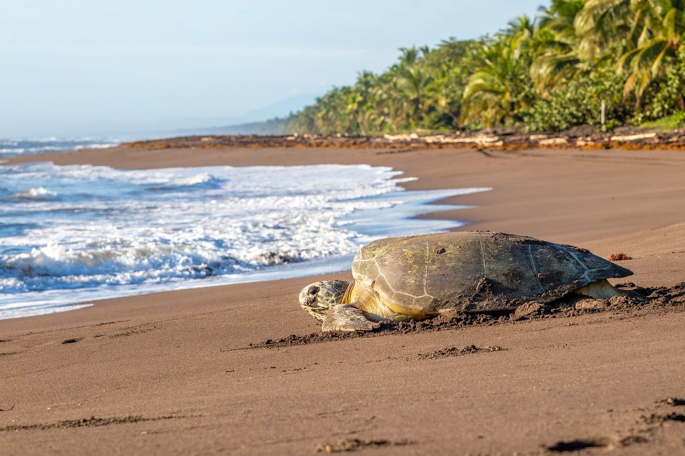 Tortue marine sur la plage de Tortuguero