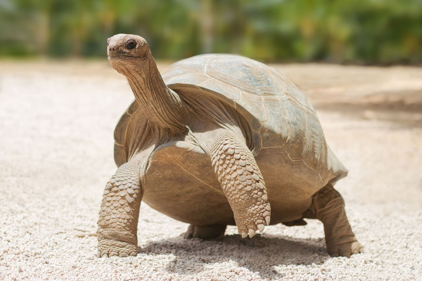 Tortue Reserve Rodrigues
