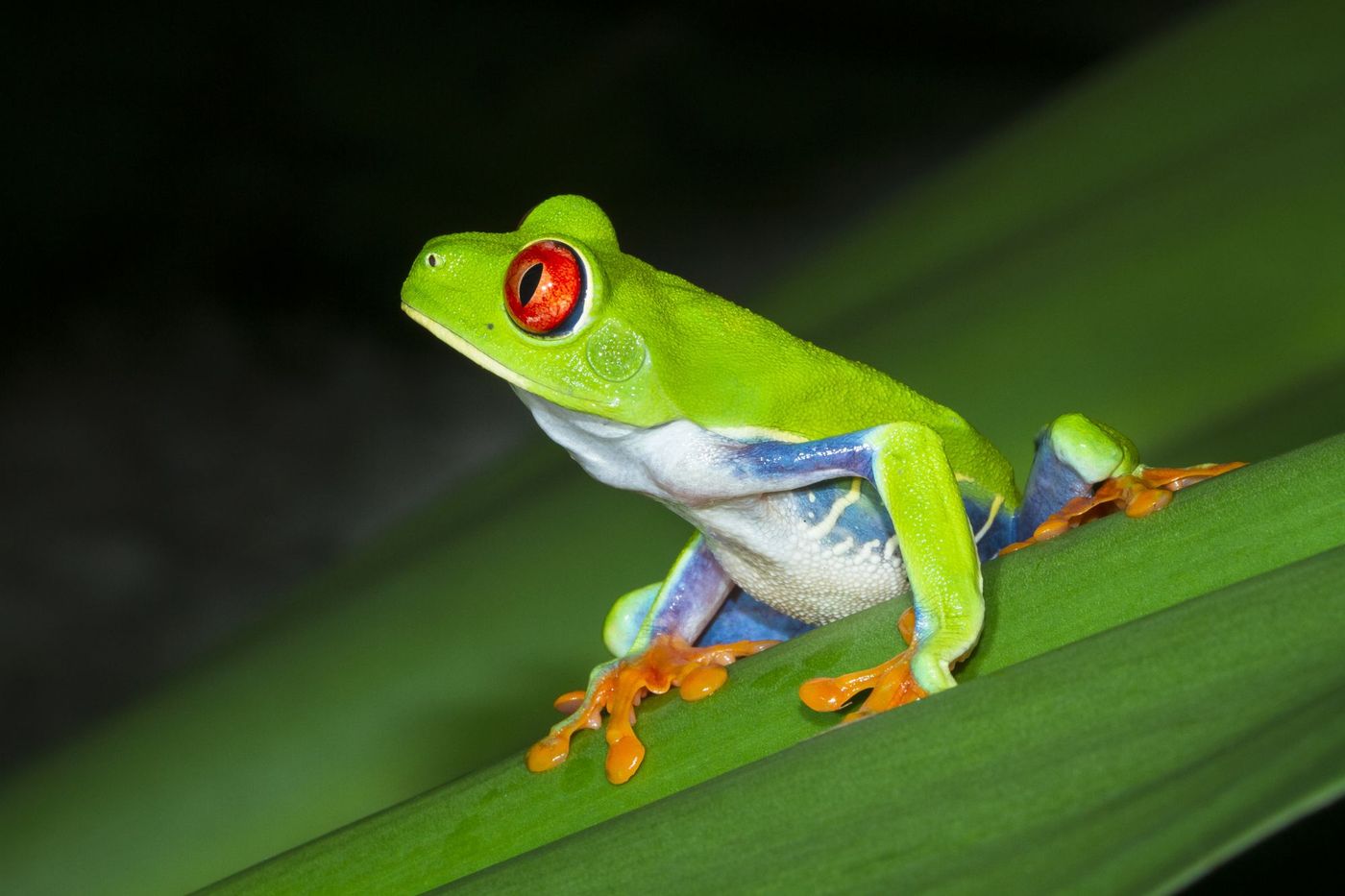 Tortuguero Parc Costa Rica