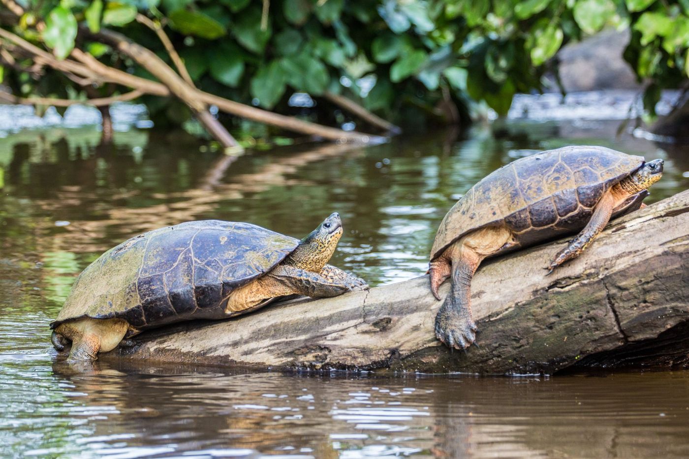Tortuguero Tortues Costa Rica