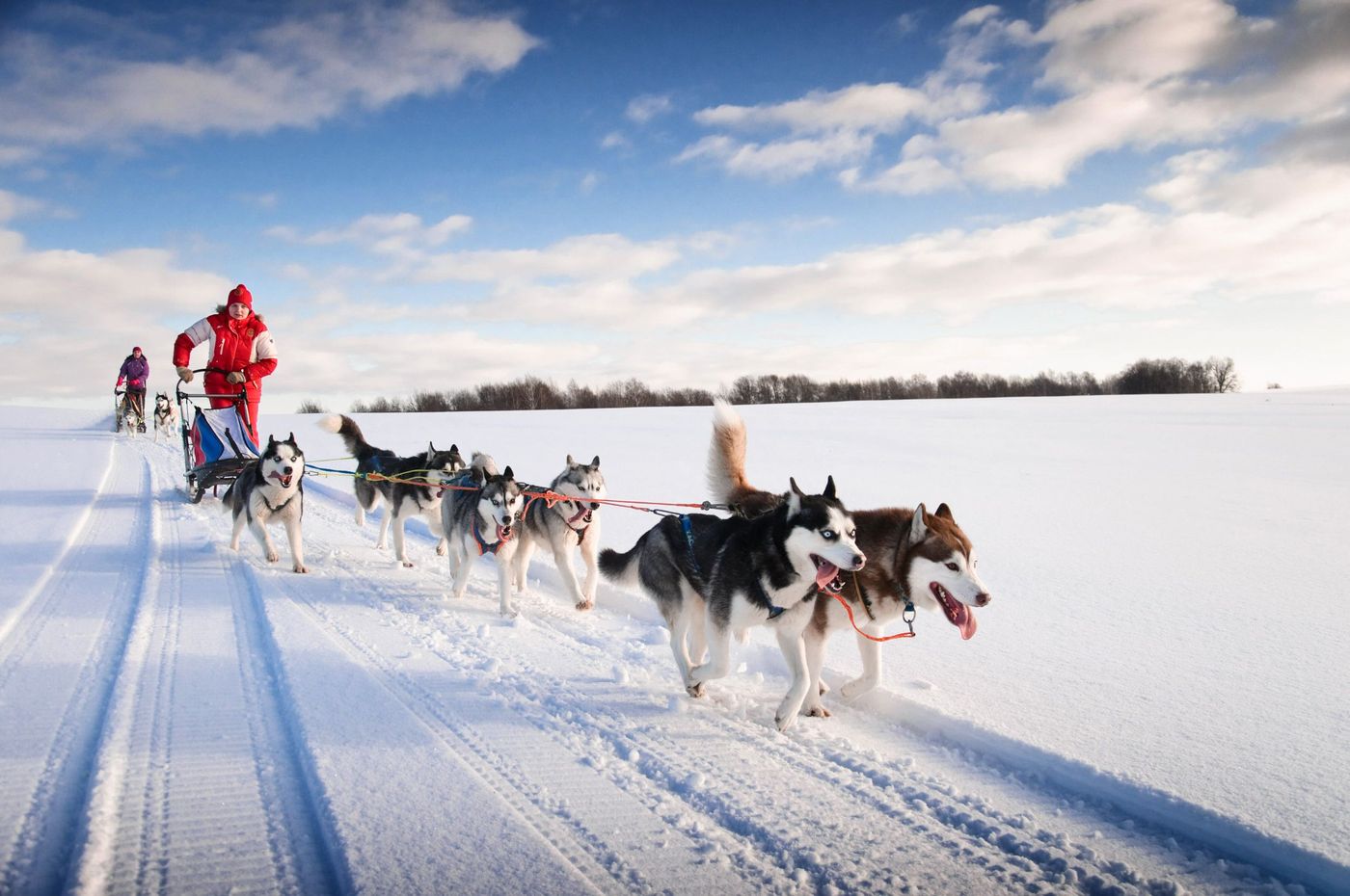 Traîneau chiens Canada Transports