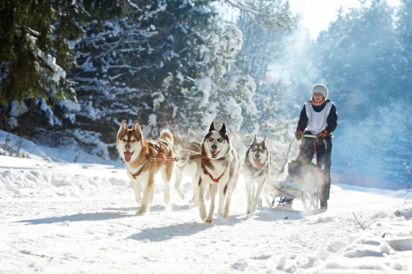 Traineau à chiens