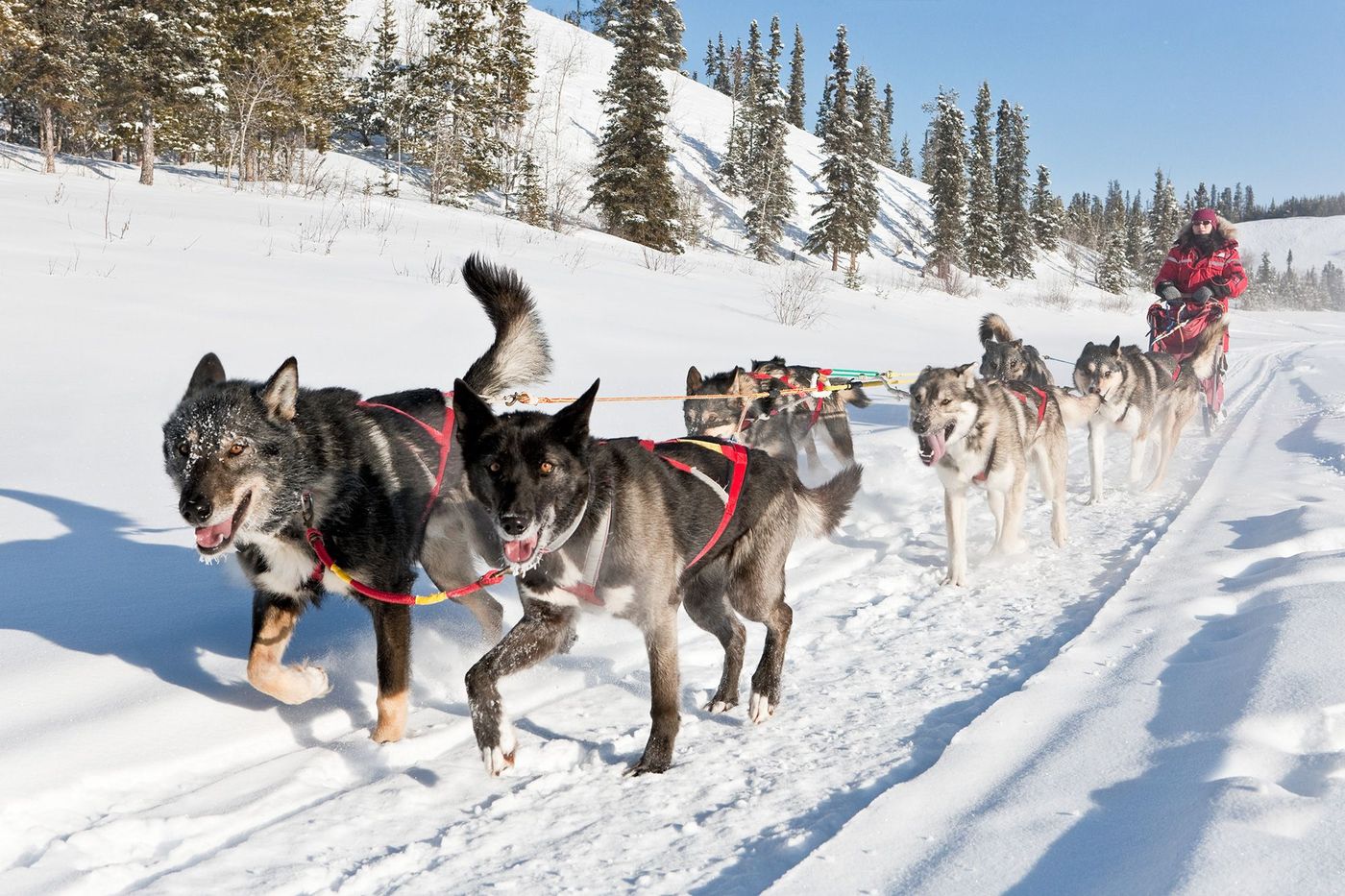 Traineau à chiens à Whitehorse Yukon